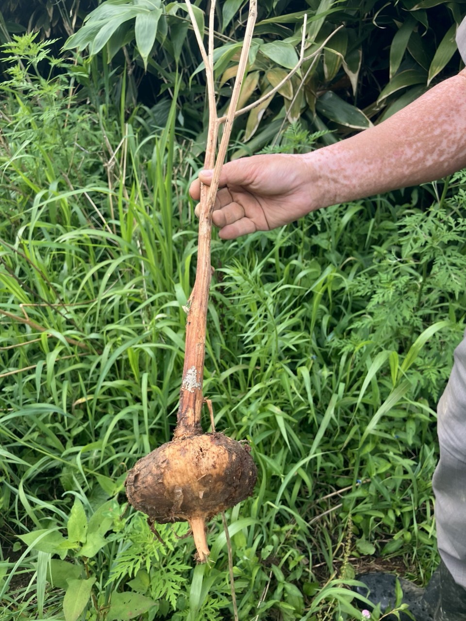 亀田かぶの詳細画像 その1