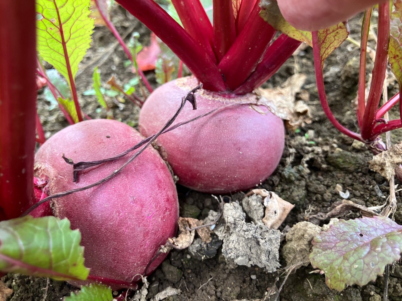 亀田かぶの詳細画像 その2