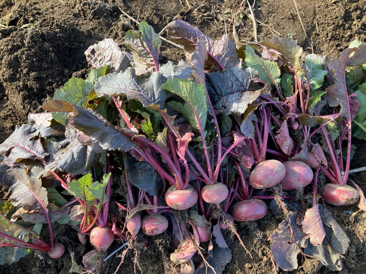 亀田かぶの詳細画像 その3