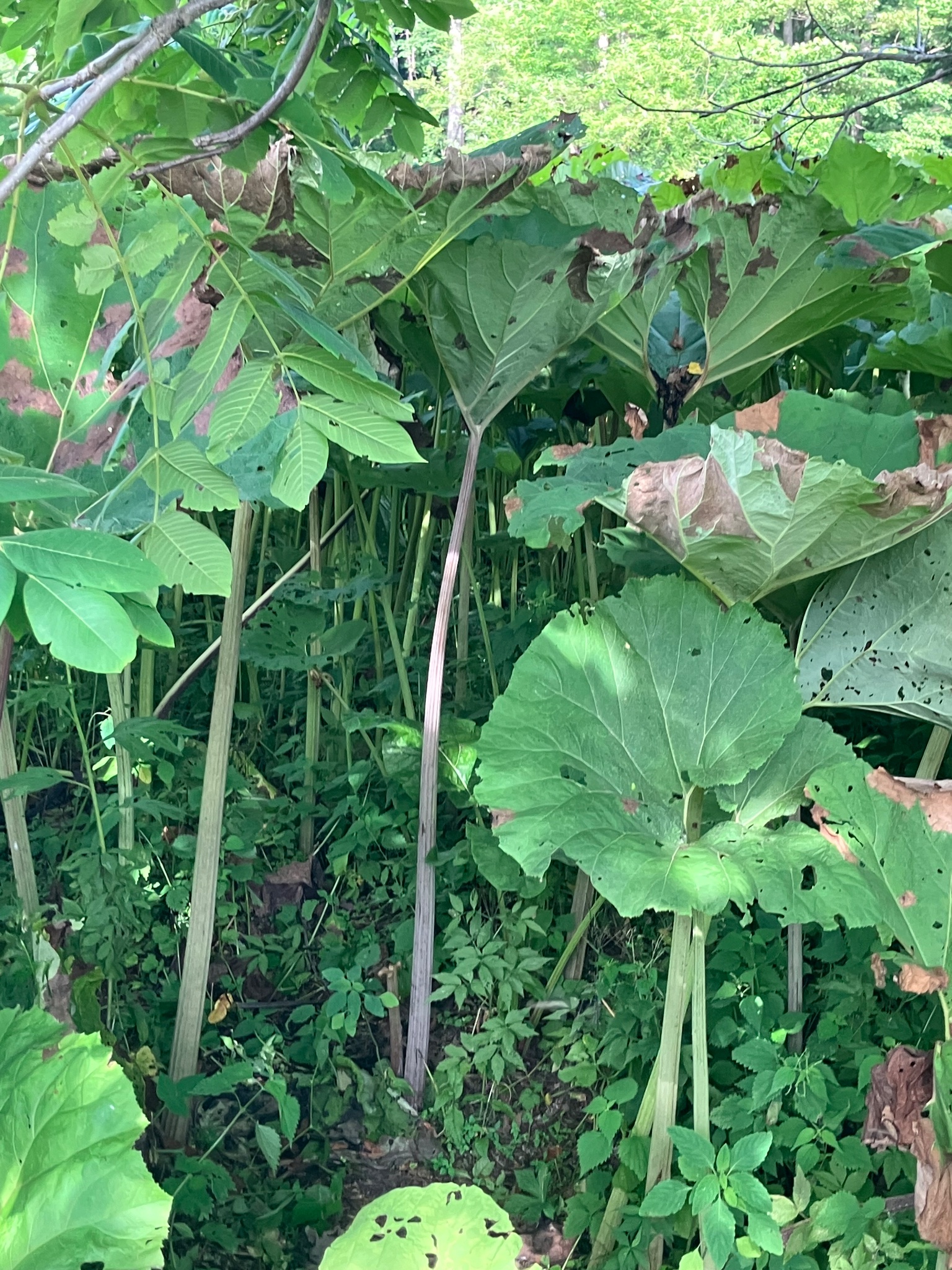 ラワンブキの詳細画像 その3