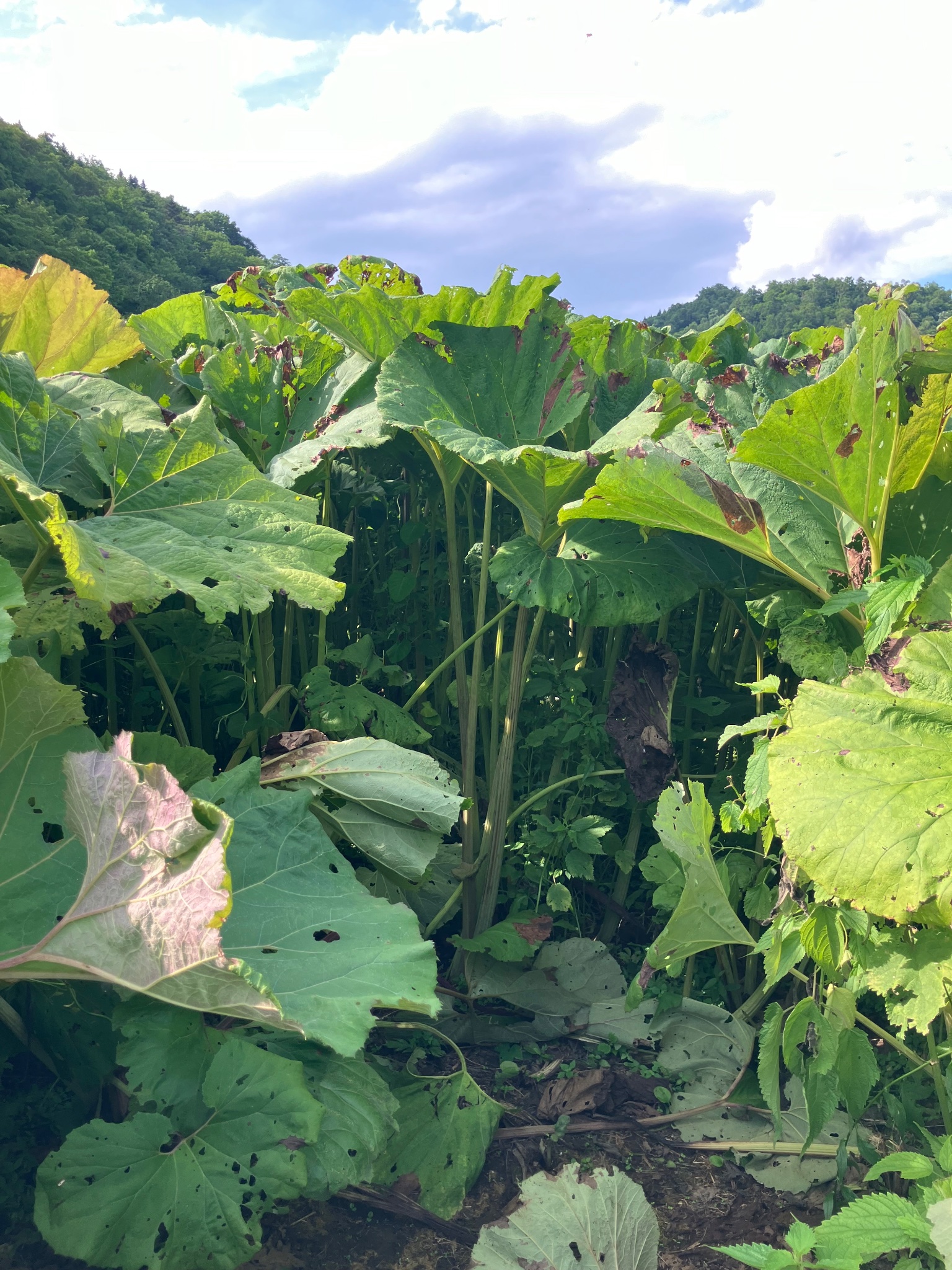 ラワンブキの詳細画像 その4