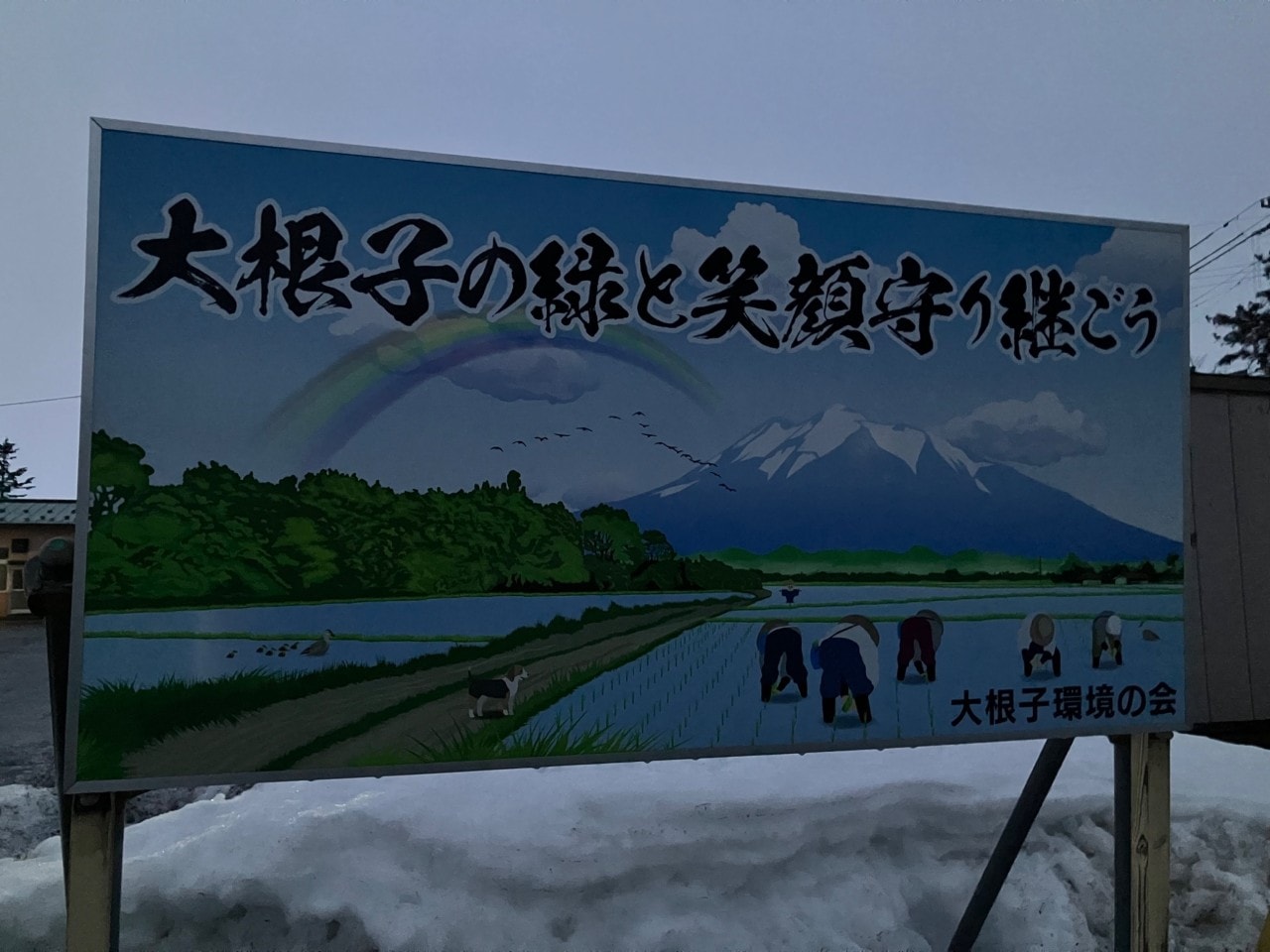 大根子人参の詳細画像 その2
