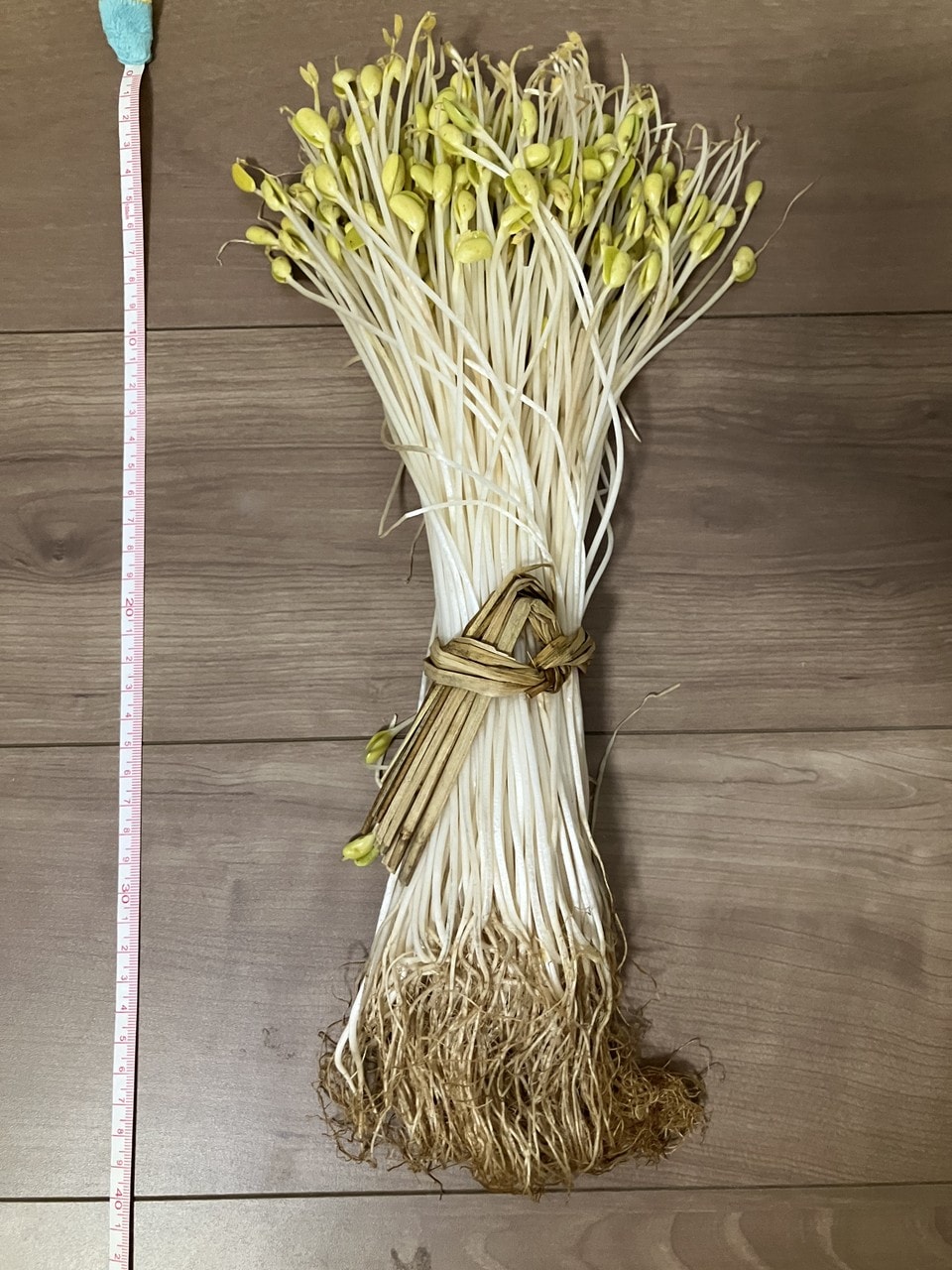大鰐温泉もやしの詳細画像 その4