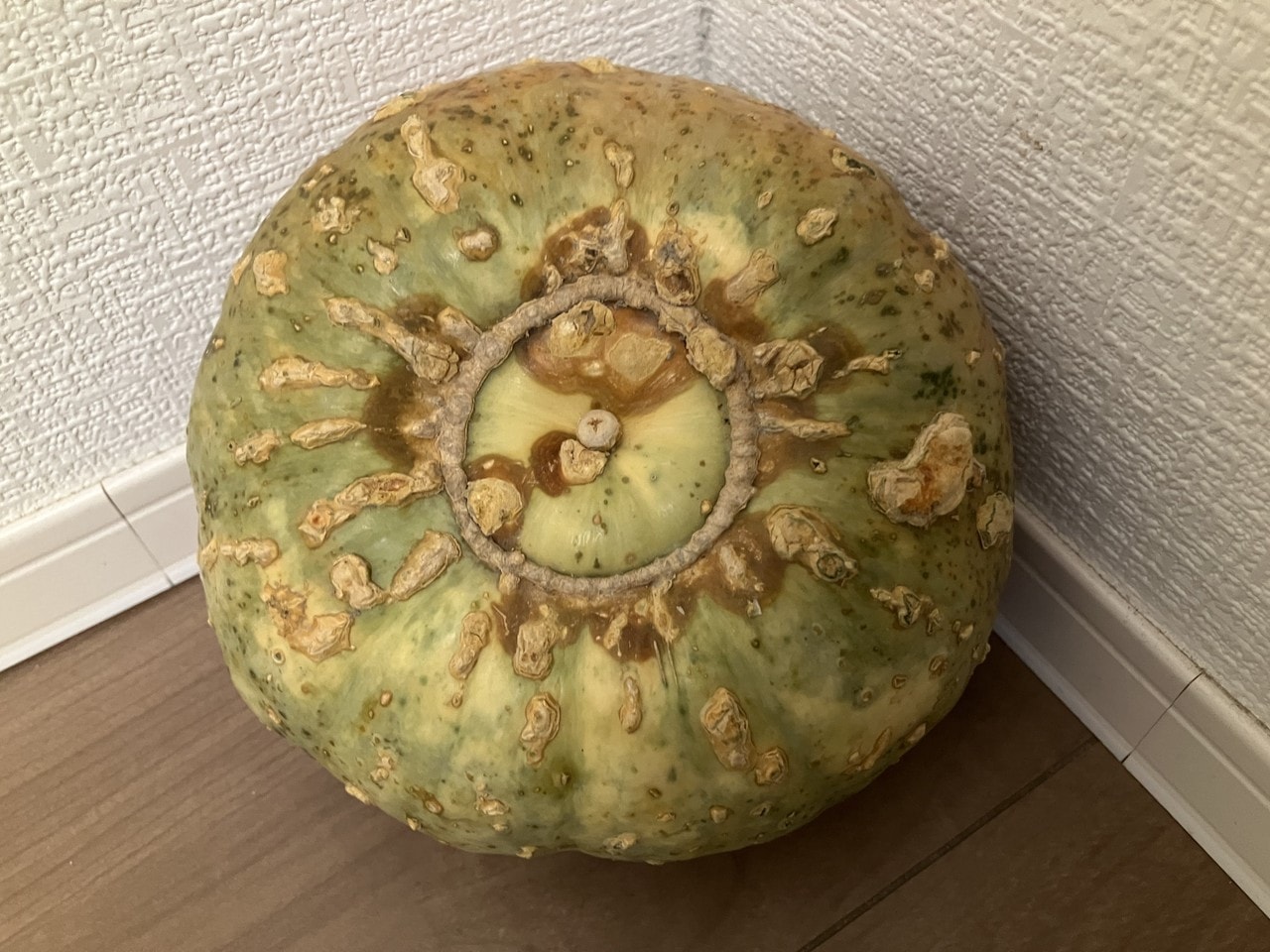 蔵王かぼちゃの詳細画像 その5
