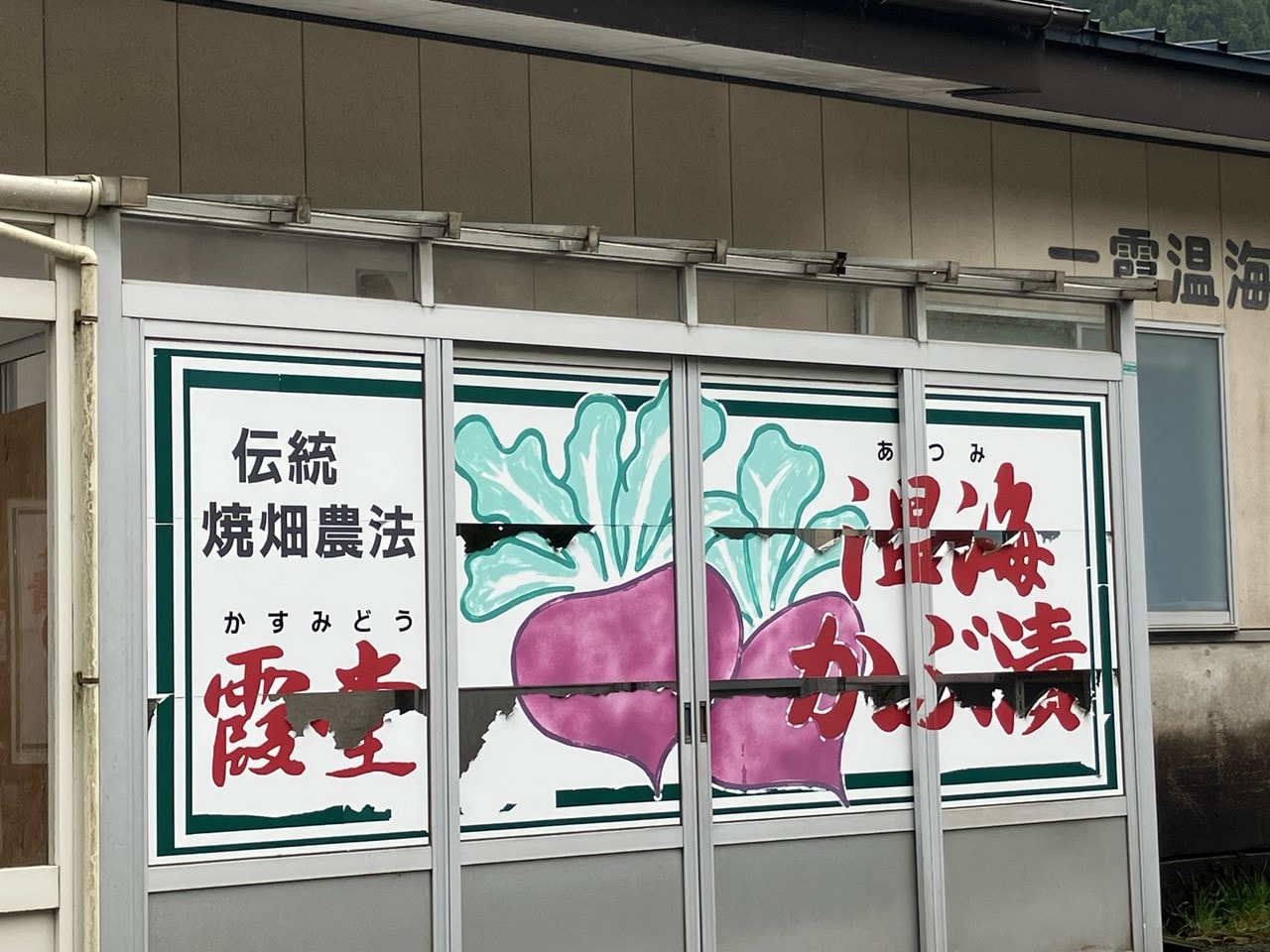 温海カブの詳細画像 その6