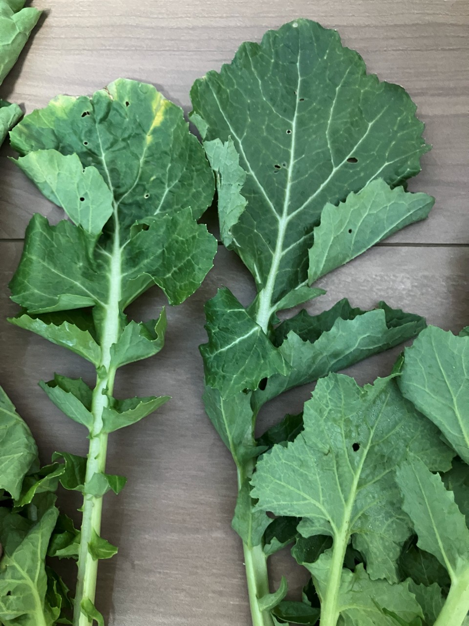 野口菜の詳細画像 その3