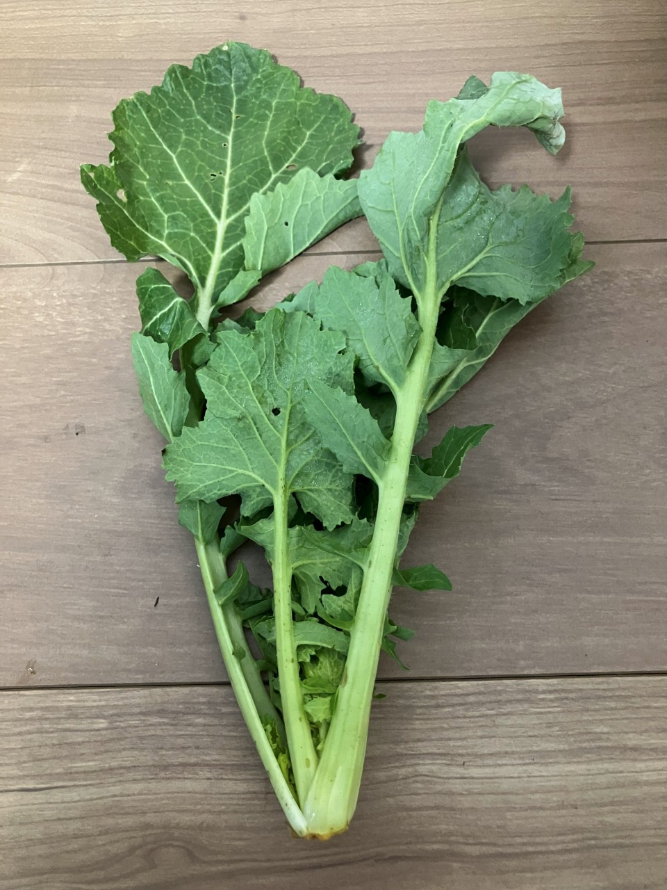 野口菜の詳細画像 その4