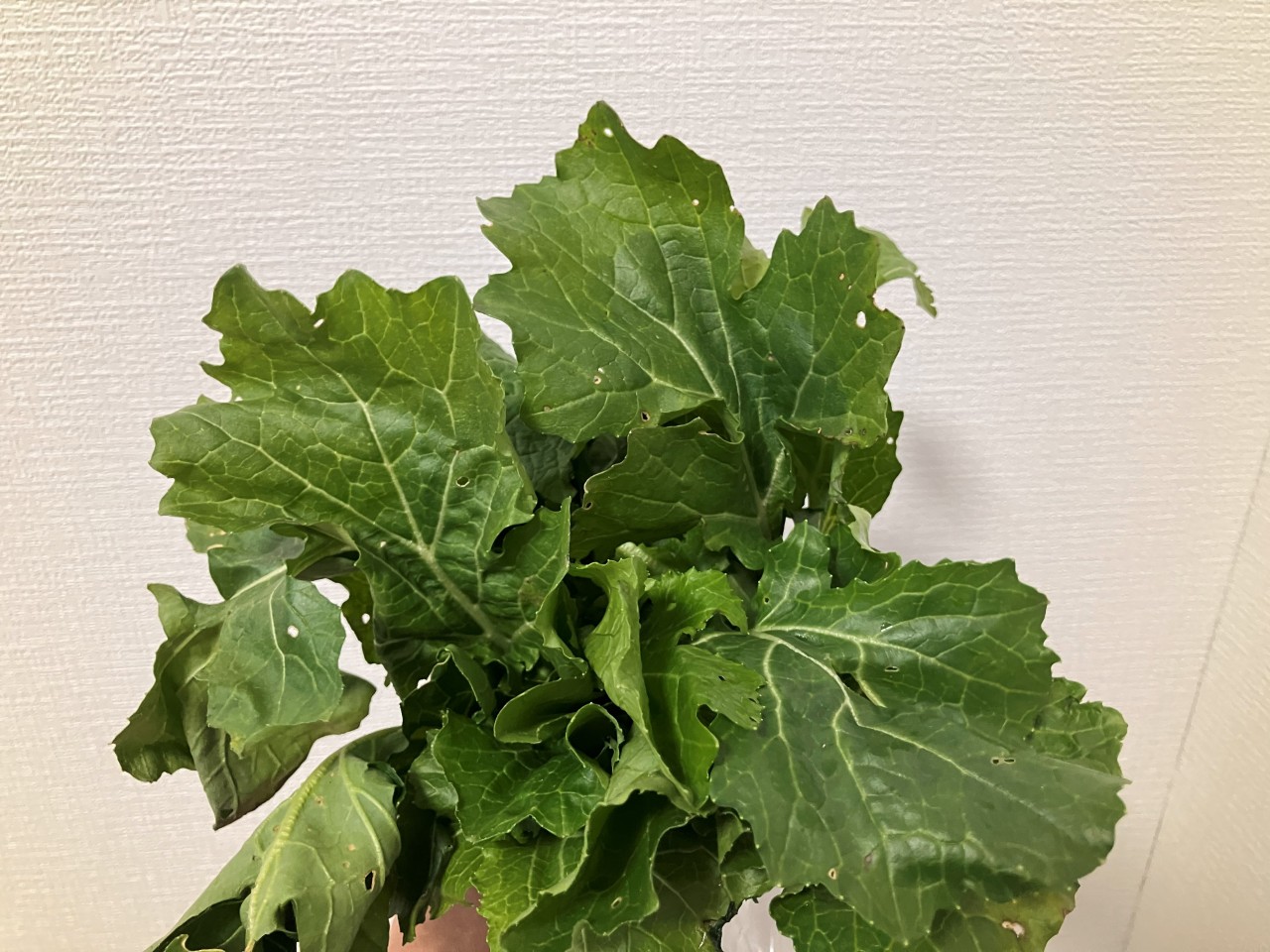 野口菜の詳細画像 その5