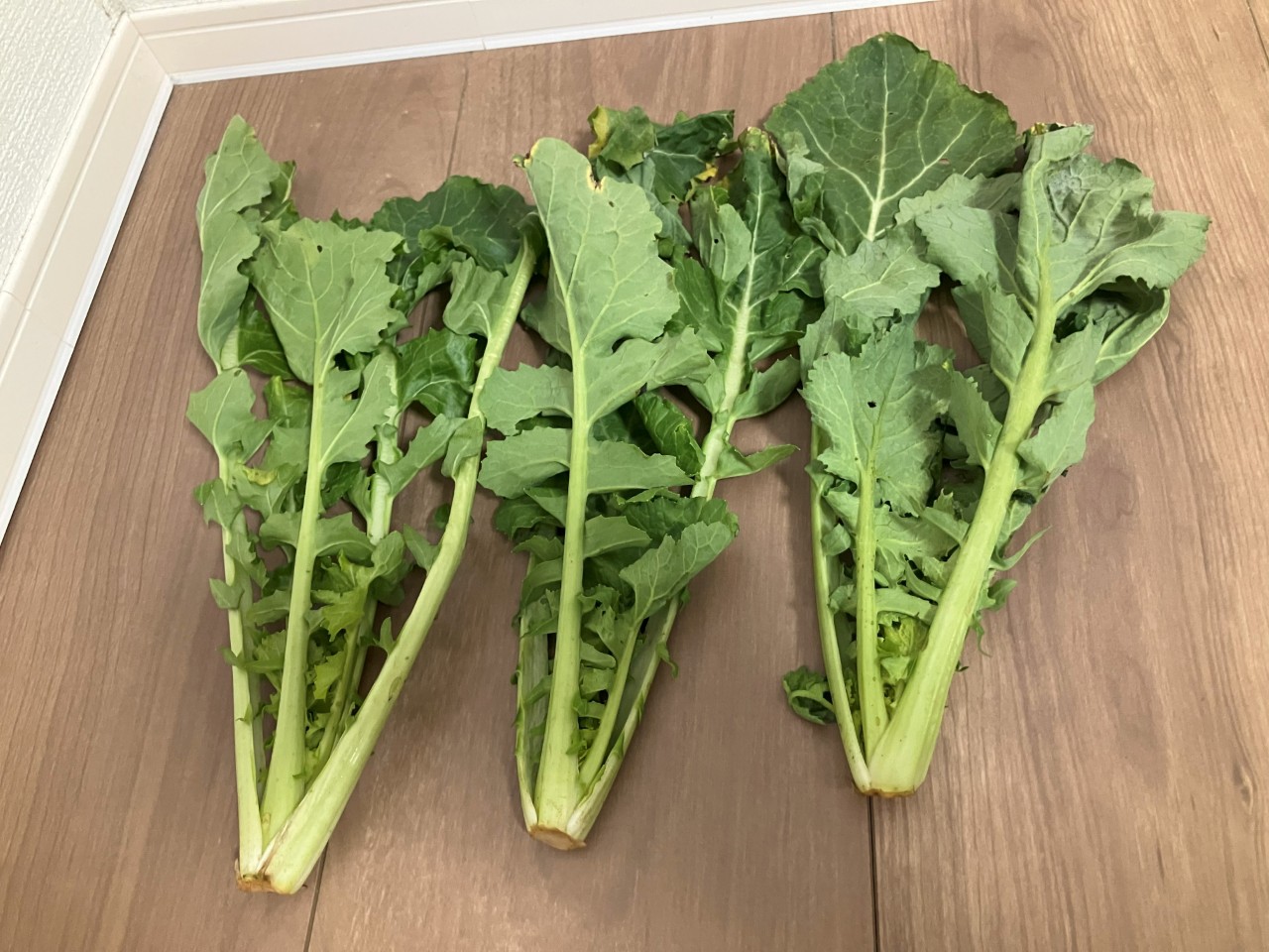 野口菜の詳細画像 その7