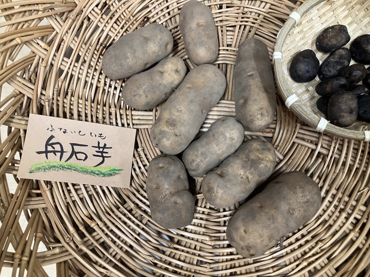 舟石芋のメイン画像