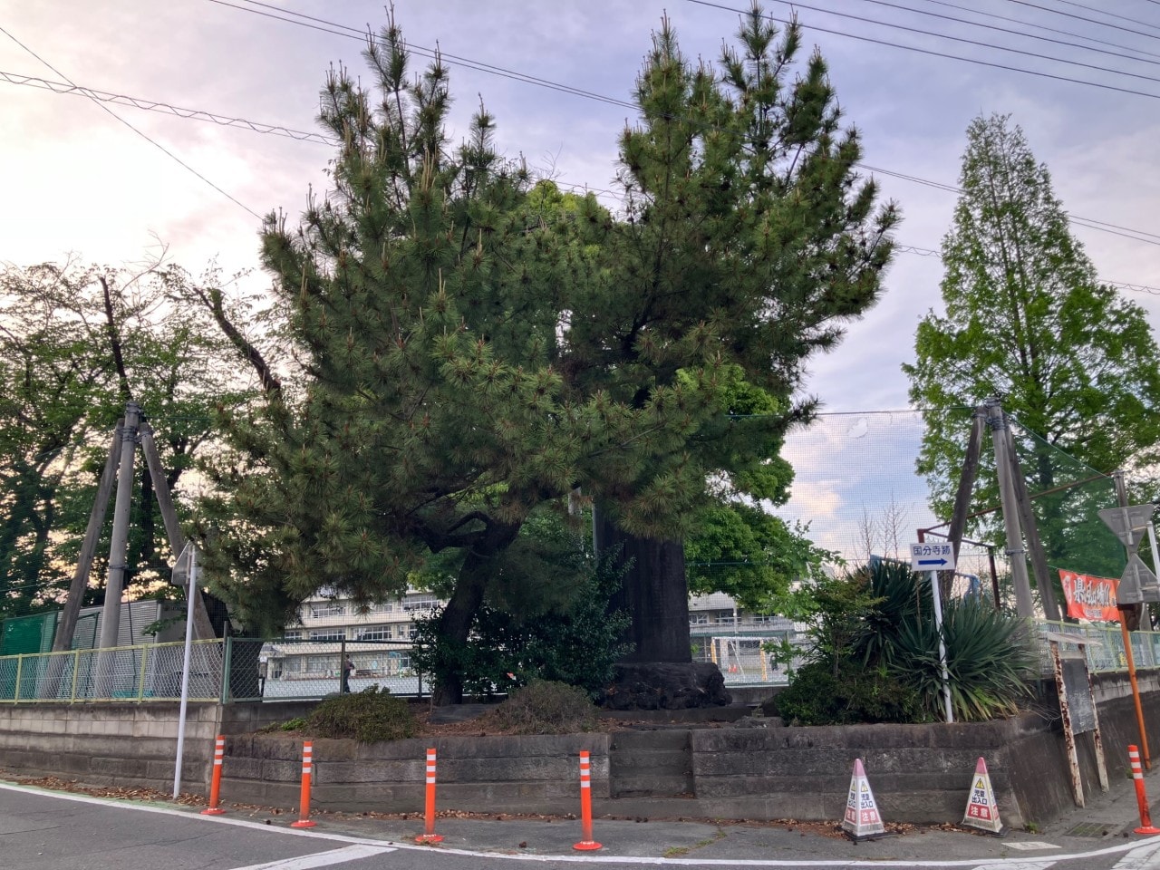 国分鮮紅人参の詳細画像 その1