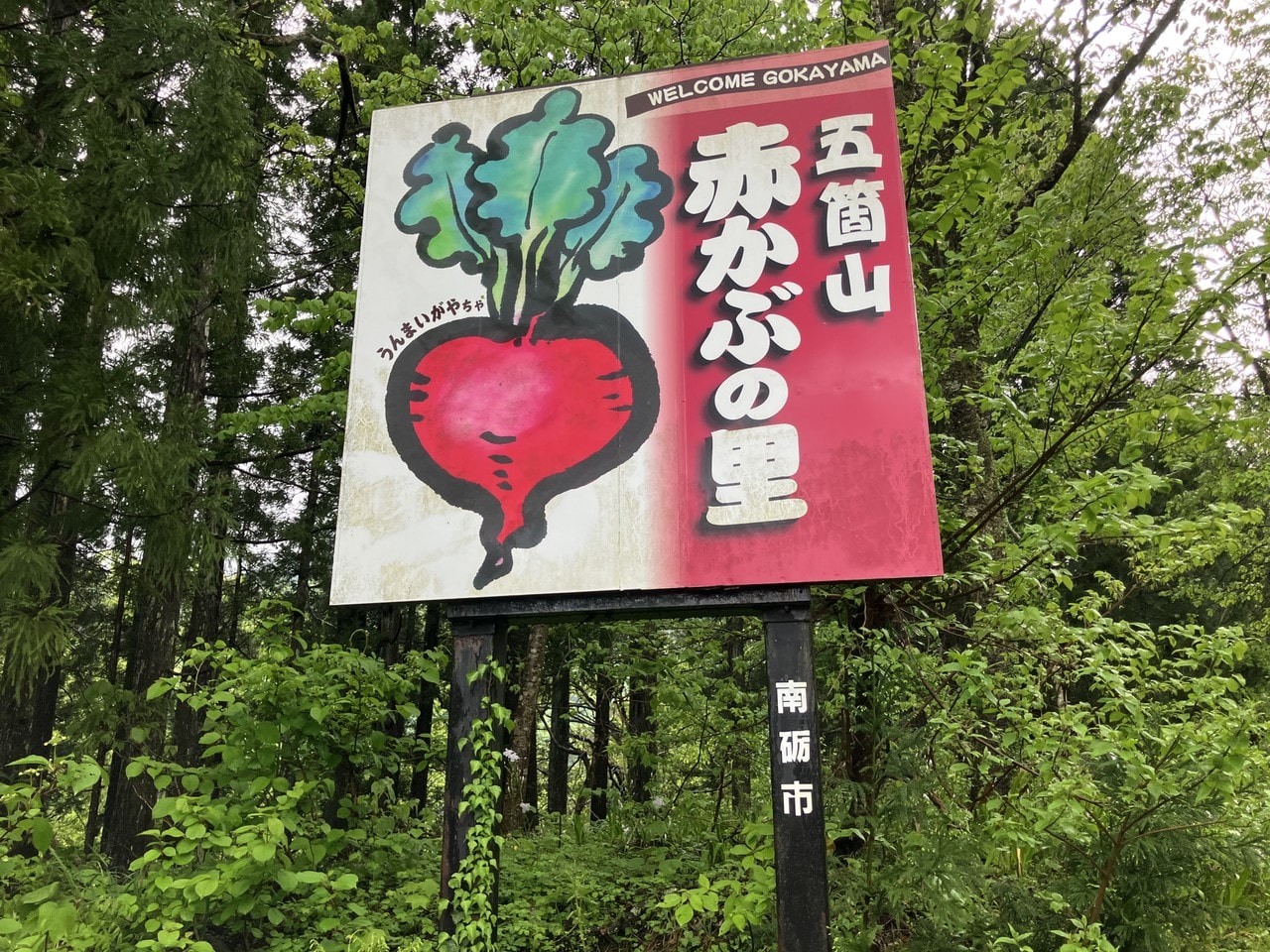 五箇山赤かぶの画像