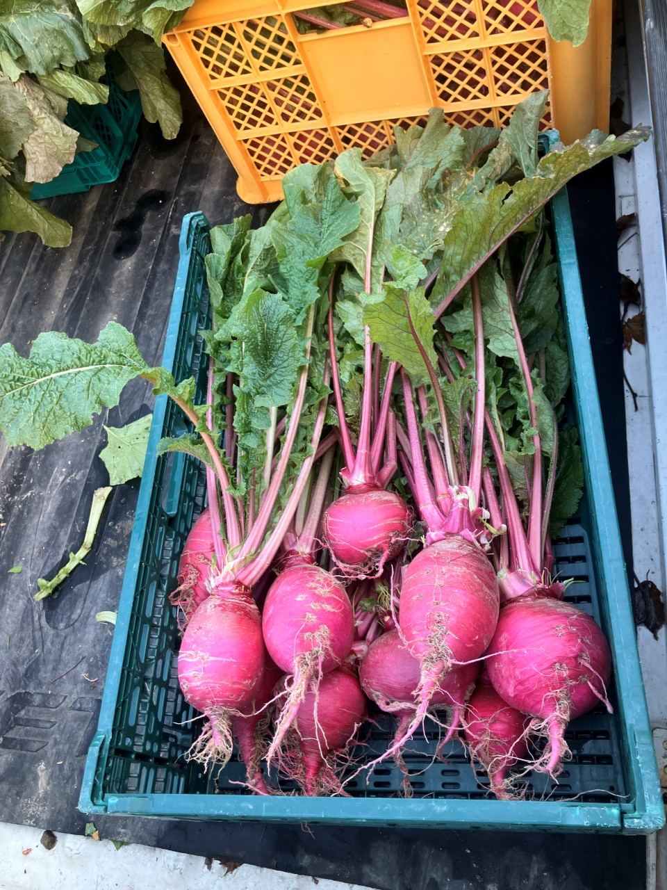 杉箸アカカンバの詳細画像 その2