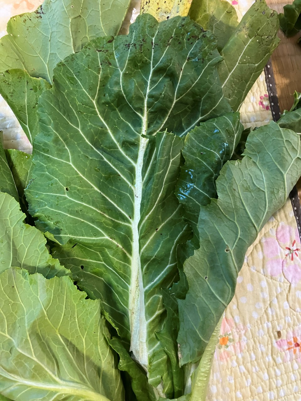 長禅寺菜の詳細画像 その11