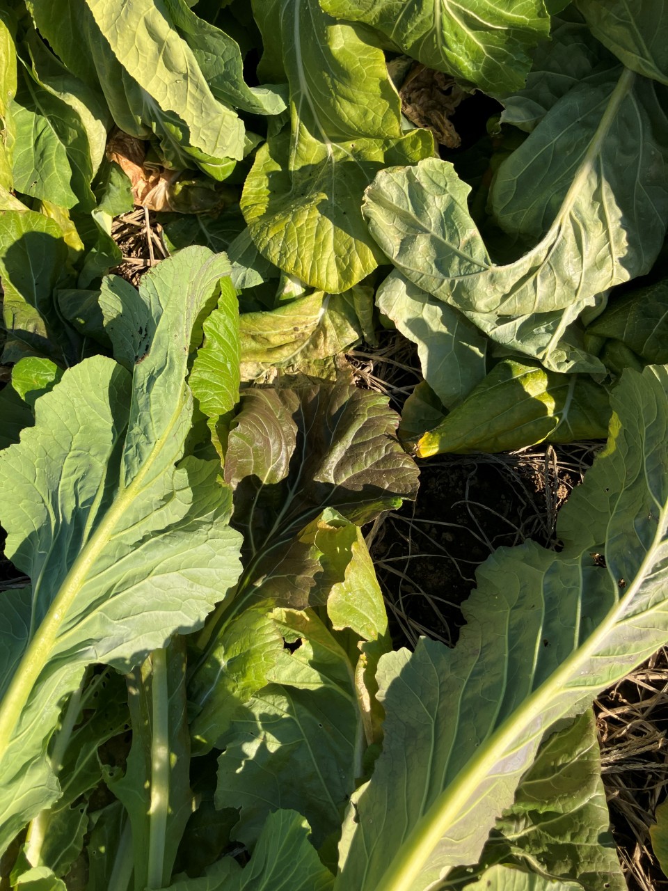 長禅寺菜の詳細画像 その2