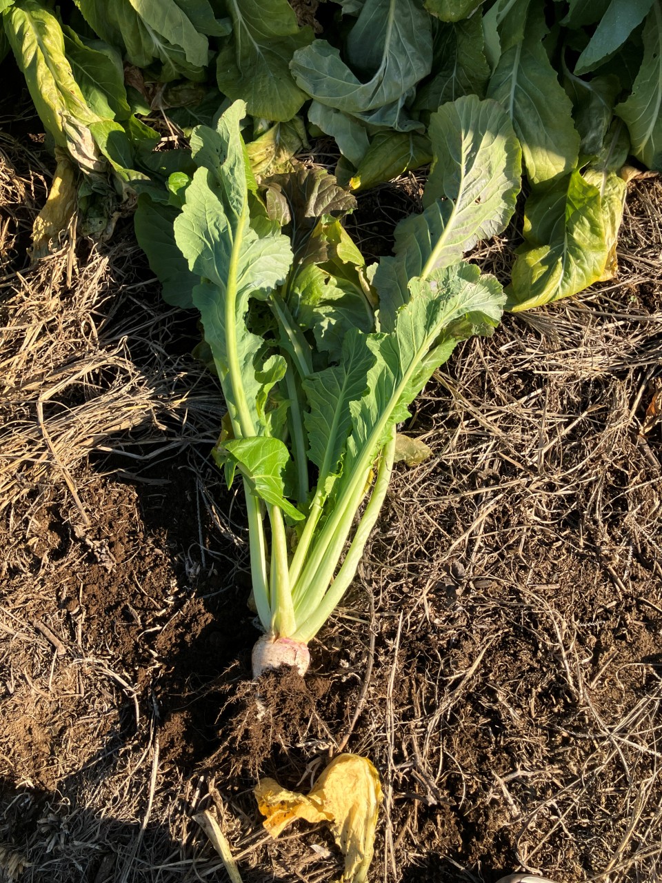 長禅寺菜の詳細画像 その3