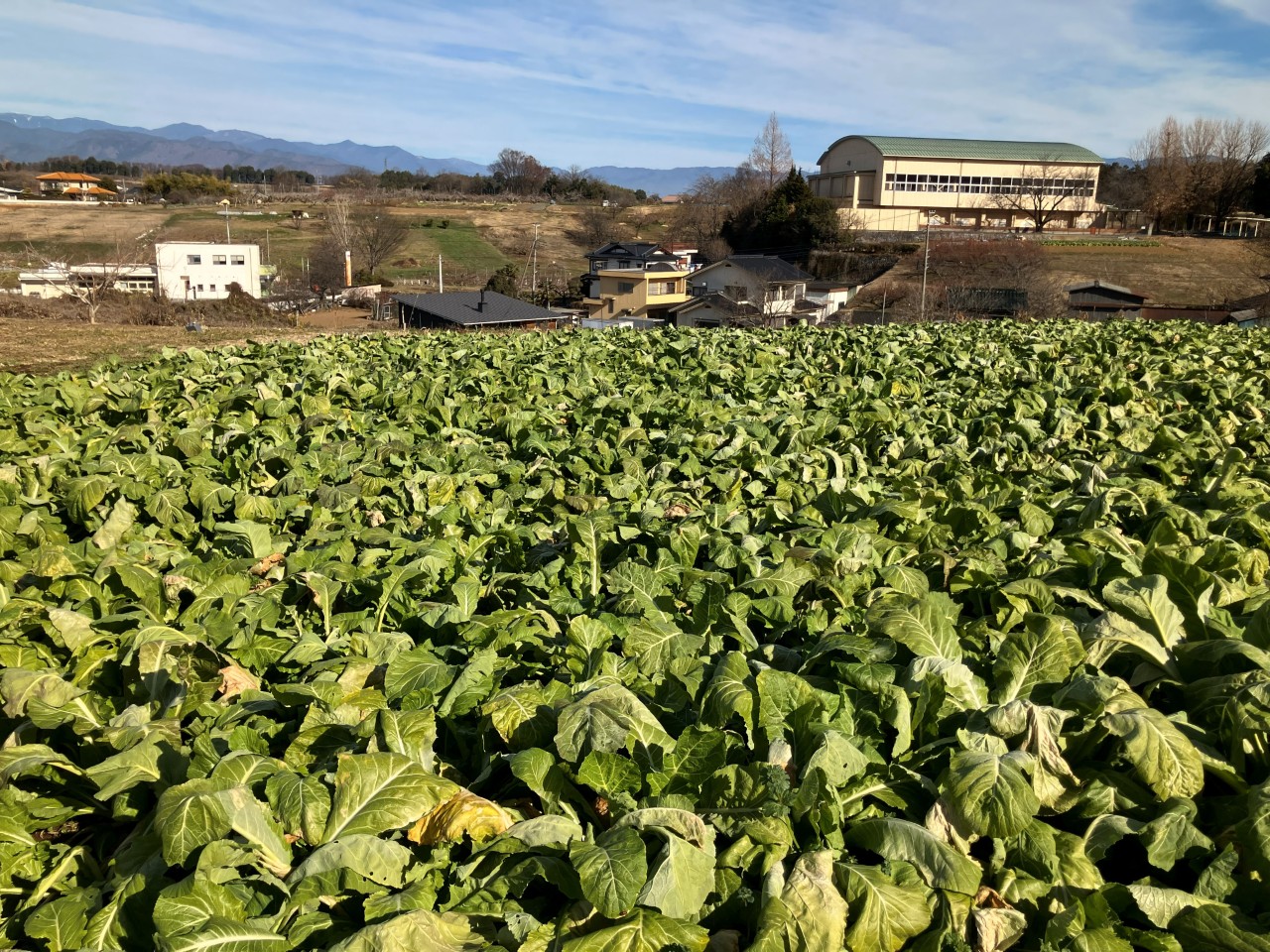 長禅寺菜の詳細画像 その4