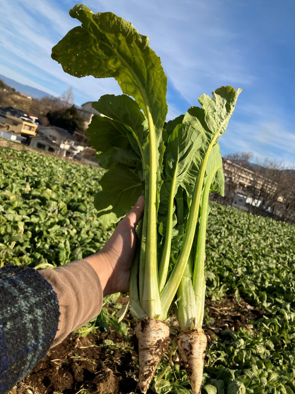 長禅寺菜の詳細画像 その5
