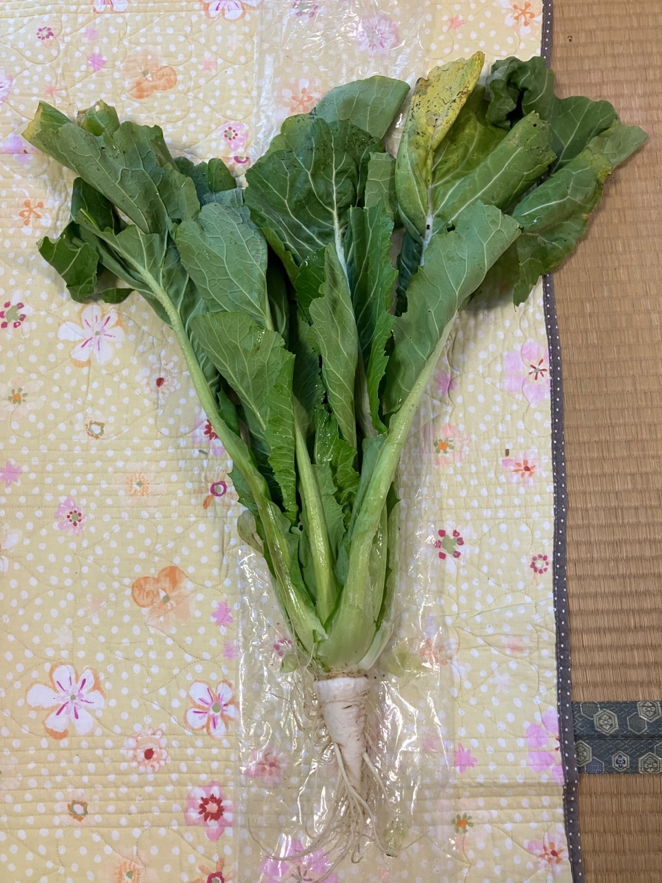 長禅寺菜の詳細画像 その8