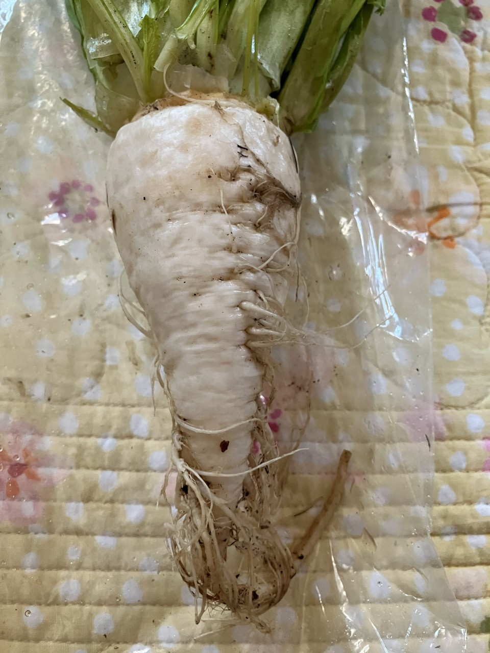 長禅寺菜の詳細画像 その9