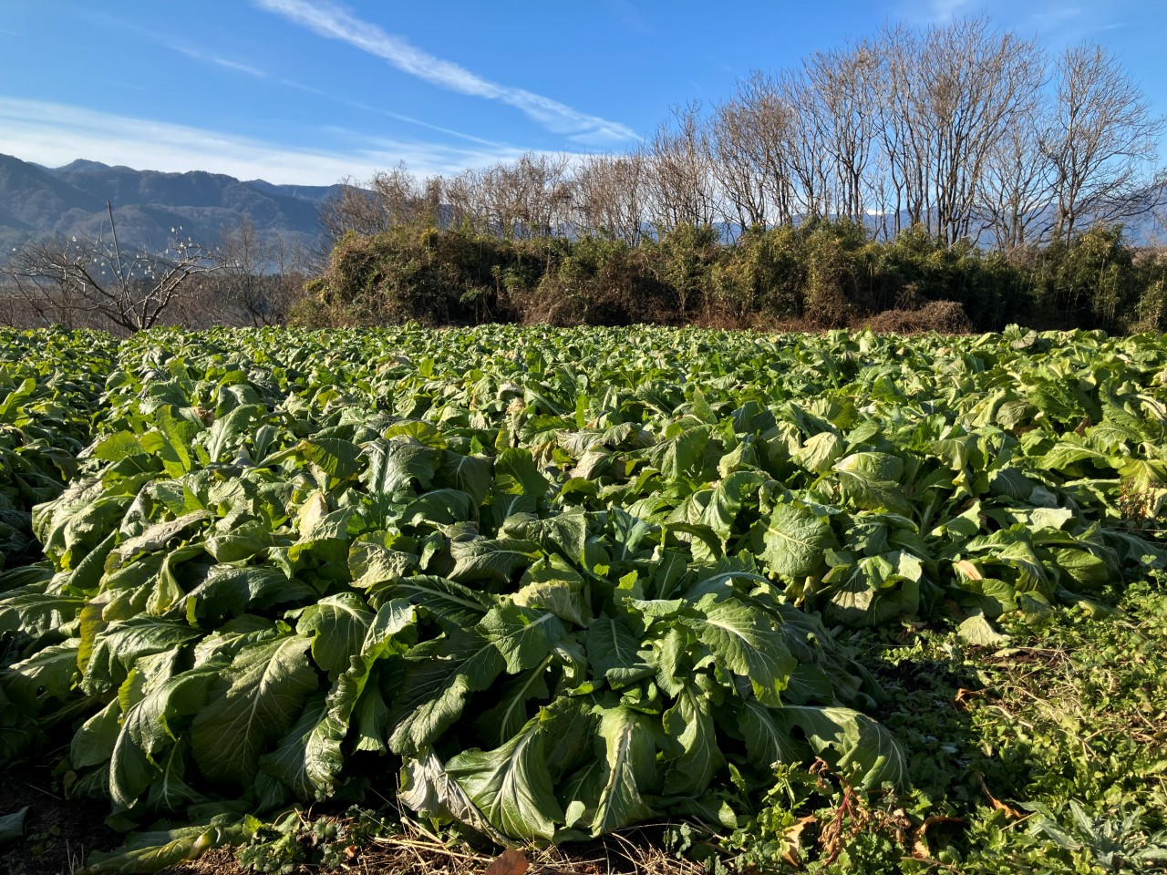 鳴沢菜の詳細画像 その1