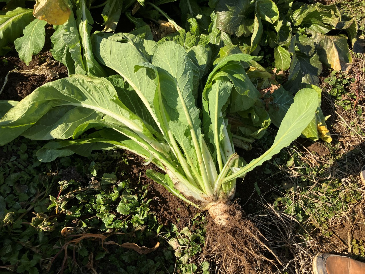 鳴沢菜の詳細画像 その3