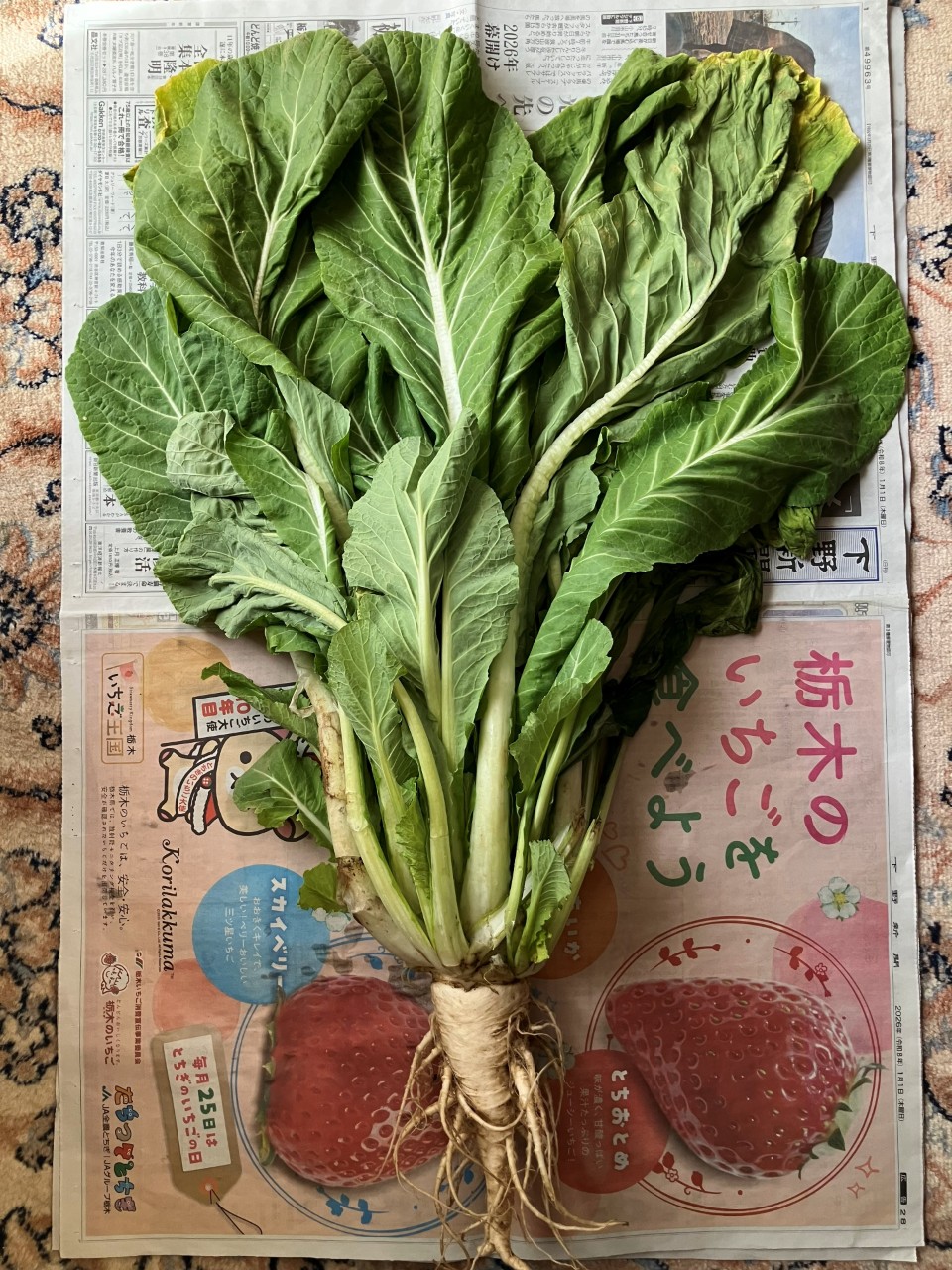 鳴沢菜の詳細画像 その4