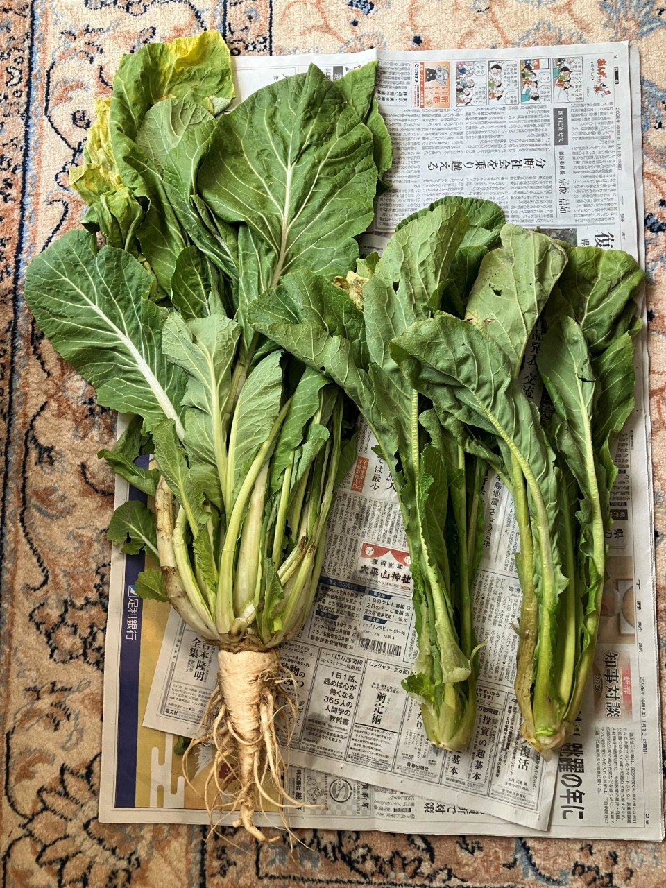 鳴沢菜の詳細画像 その6