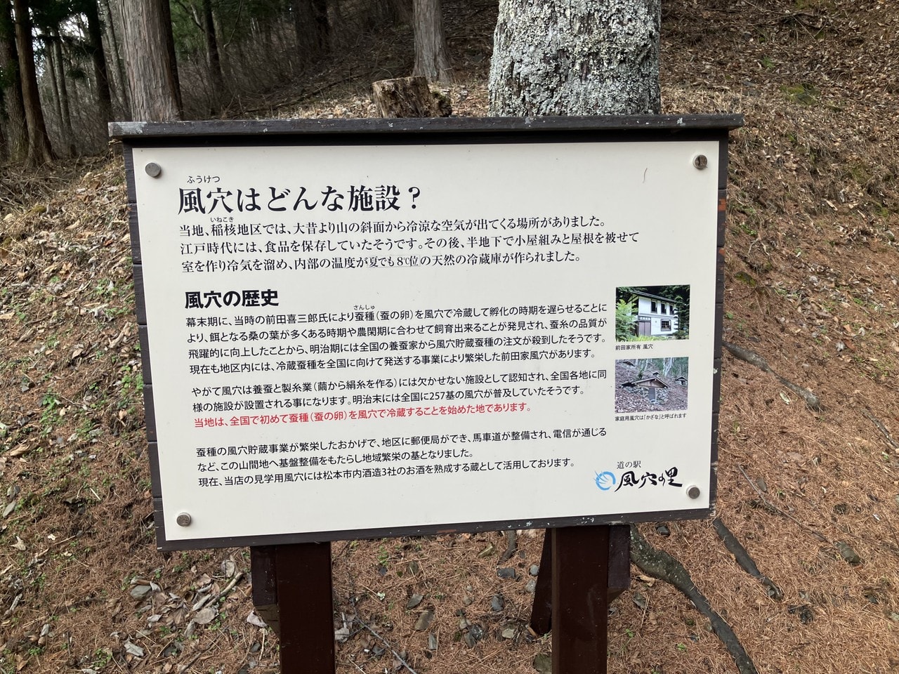 稲核菜の詳細画像 その4