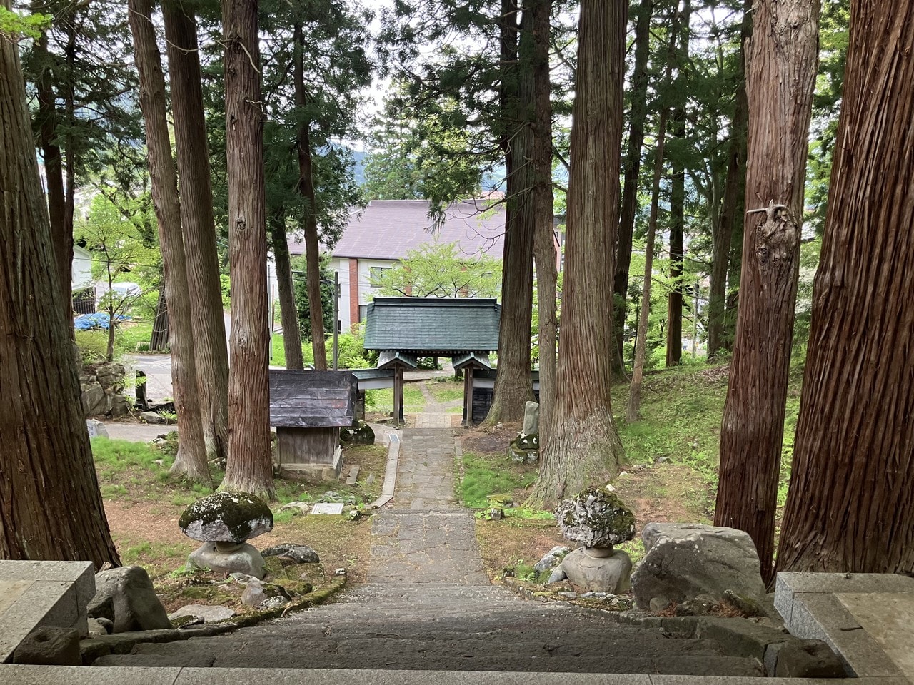 野沢菜の詳細画像 その11