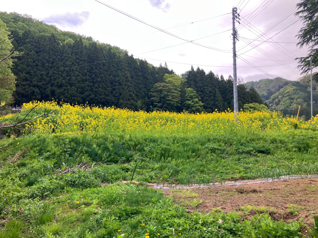 野沢菜の詳細画像 その7