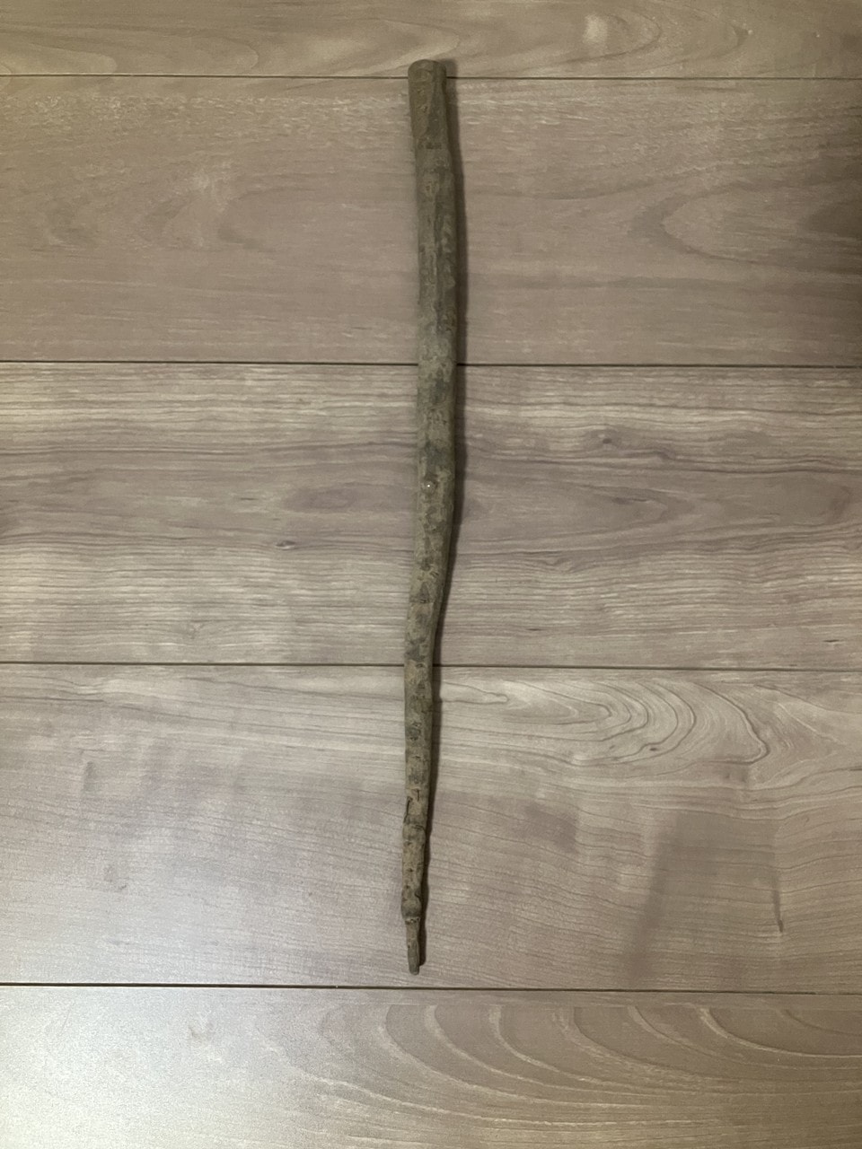 常盤牛蒡の詳細画像 その2