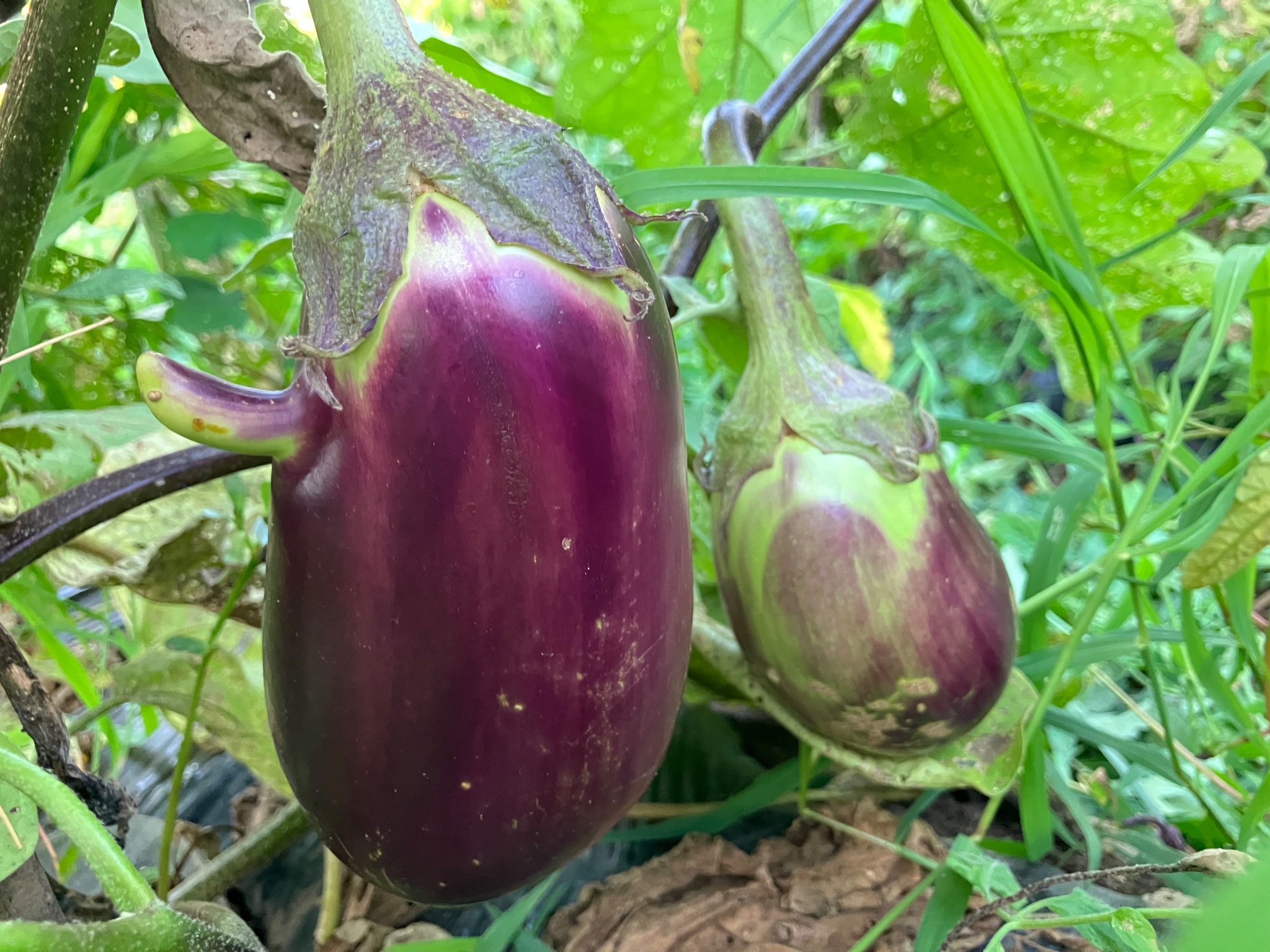 天狗茄子の詳細画像 その1