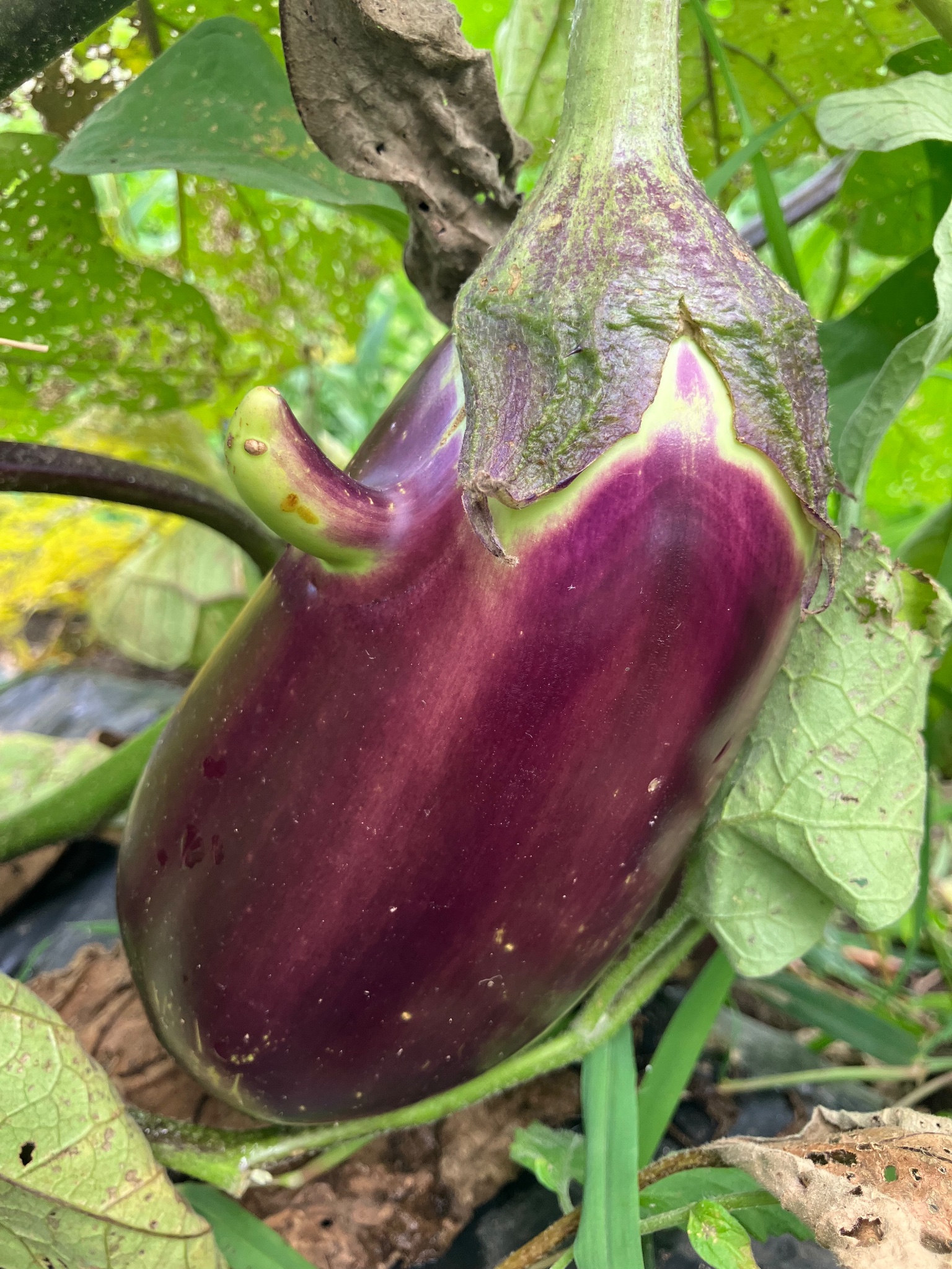 天狗茄子の詳細画像 その2