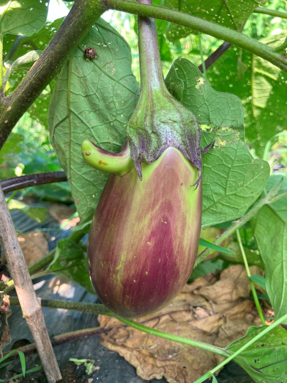 天狗茄子の詳細画像 その3