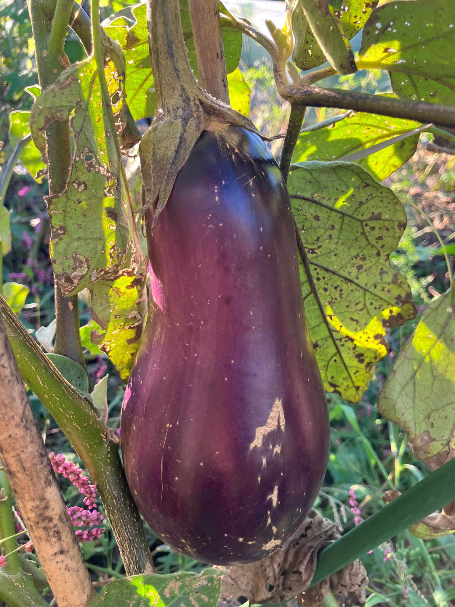 天狗茄子の詳細画像 その4